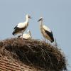 9  Storks