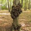 5  Sick Tree