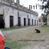 RJ-B11